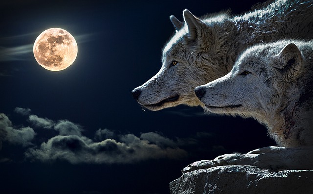 [꿈해몽맛집] 늑대보는꿈, 여우보는꿈, 너구리보는꿈, 늑대죽이는꿈, 여우사냥꿈, 너구리잡는꿈, 늑대가우는꿈, 늑대꿈, 여우꿈, 너구리꿈 관련 꿈풀이
