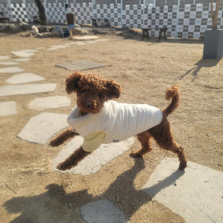  하대원동 애견유치원:) 라드독 애견카페