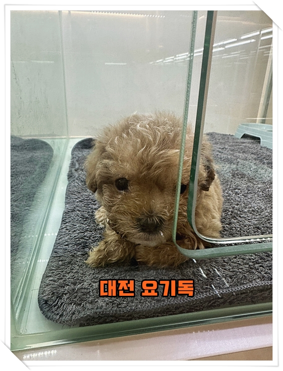  자양동강아지분양 견종을 소개