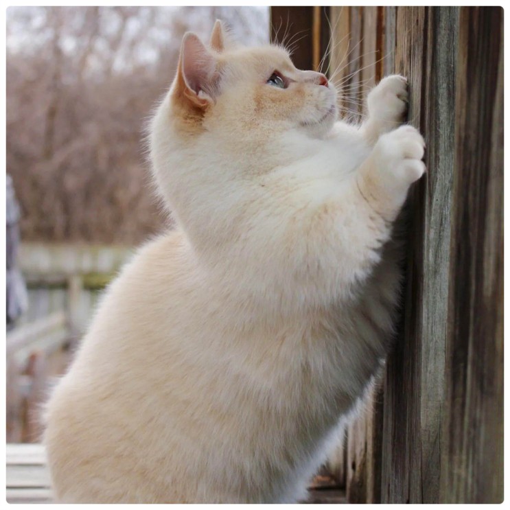 렉돌 먼치킨 믹스 품종 고양이, 레가퍼 특징과 유전병