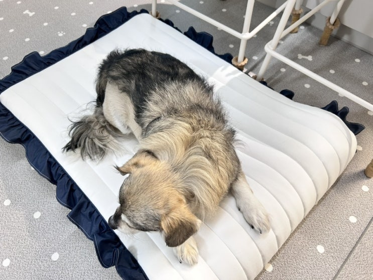  강아지침대 피피픽 에어베드 척추 관절 보호위해 선택했어요.