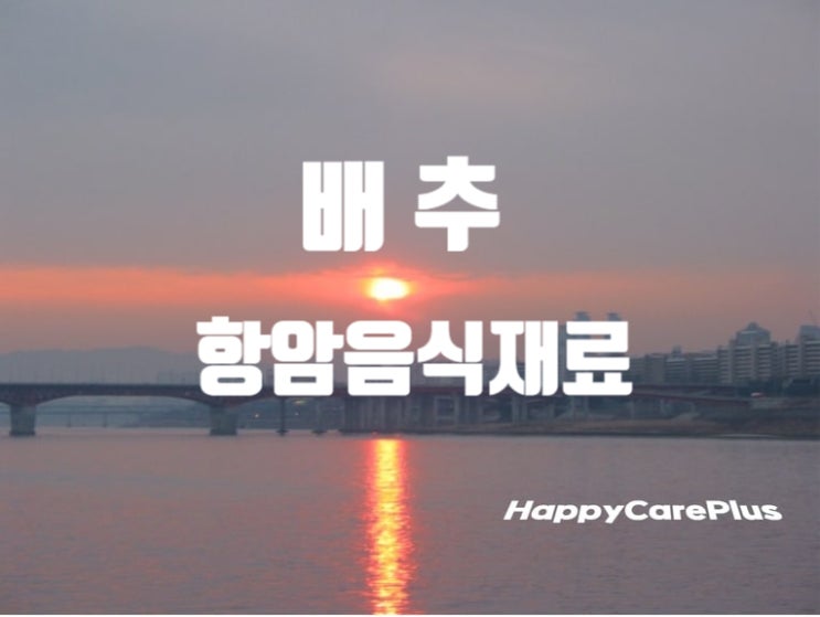 항암 음식 재료 - 배추