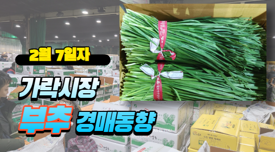  [경매사 일일보고] 2월 7일자 가락시장 "부추" 경매동향을 살펴보겠습니다!