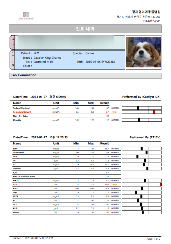 23년 1월 강아지 혈액검사 및 스케일링 기록