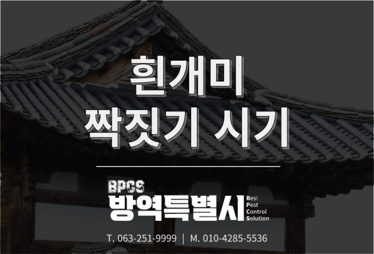  흰개미 유시충 짝짓기 시기