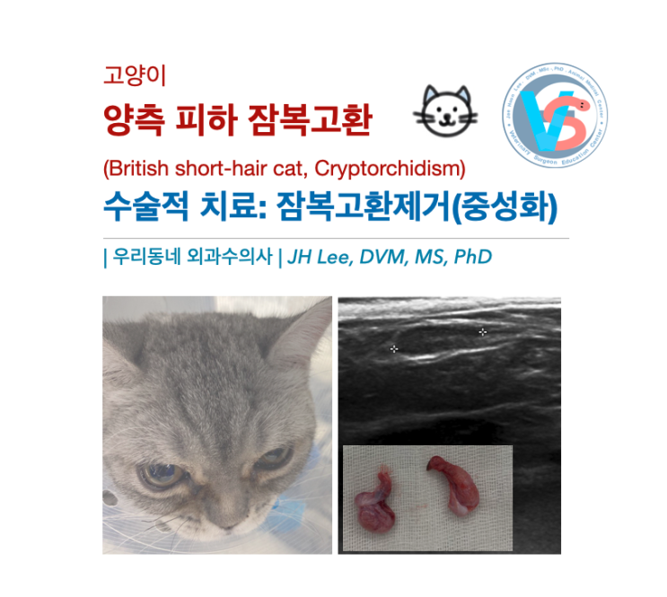  브리티쉬 숏헤어 고양이 피하 잠복고환 (#cryptorchidism) 케이스