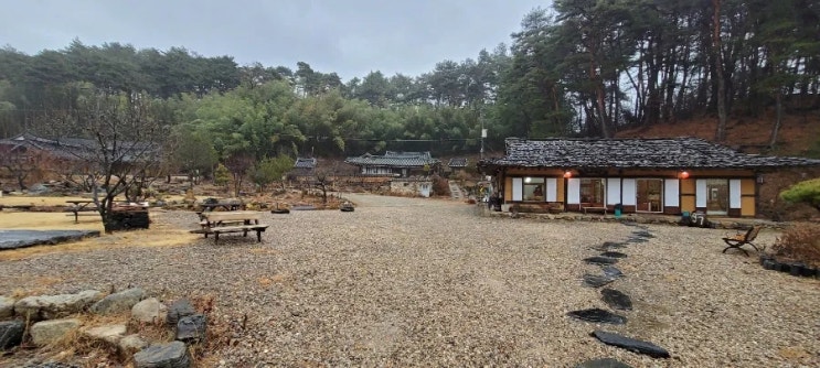 강릉 한옥 카페_마당 넓고 대나무숲 소나무숲이 있는 경치맛집 서지초가뜰