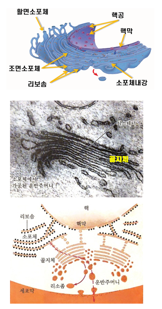 생물과학 3강. 세포의 구조와 기능 : 네이버 블로그