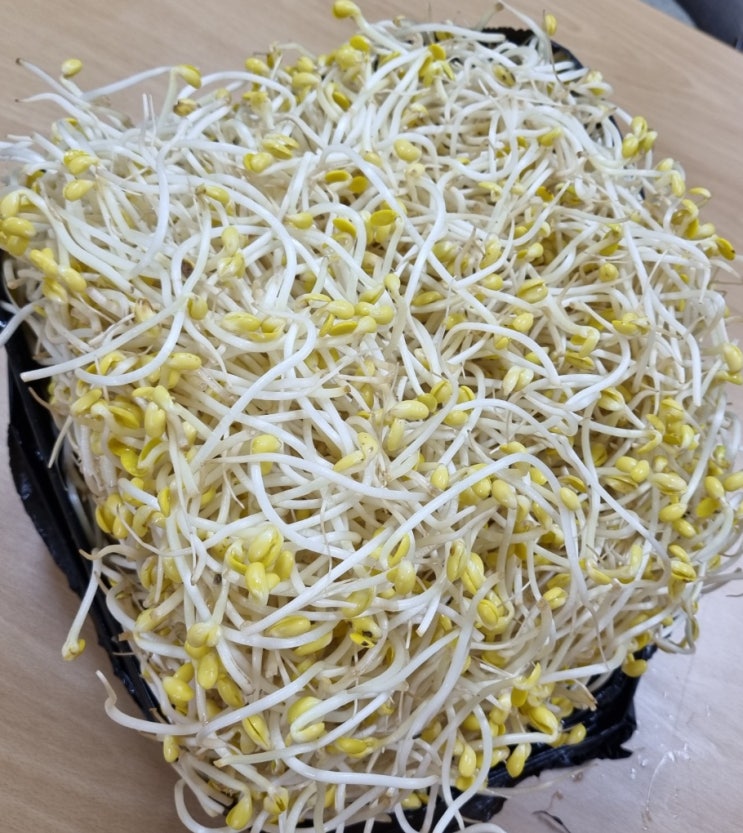  쿠팡 맑은물의 아삭한 콩나물