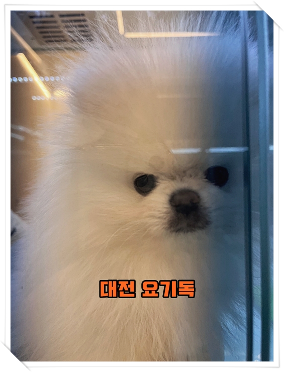  보령강아지분양 케어방법부터 훈련방법까지