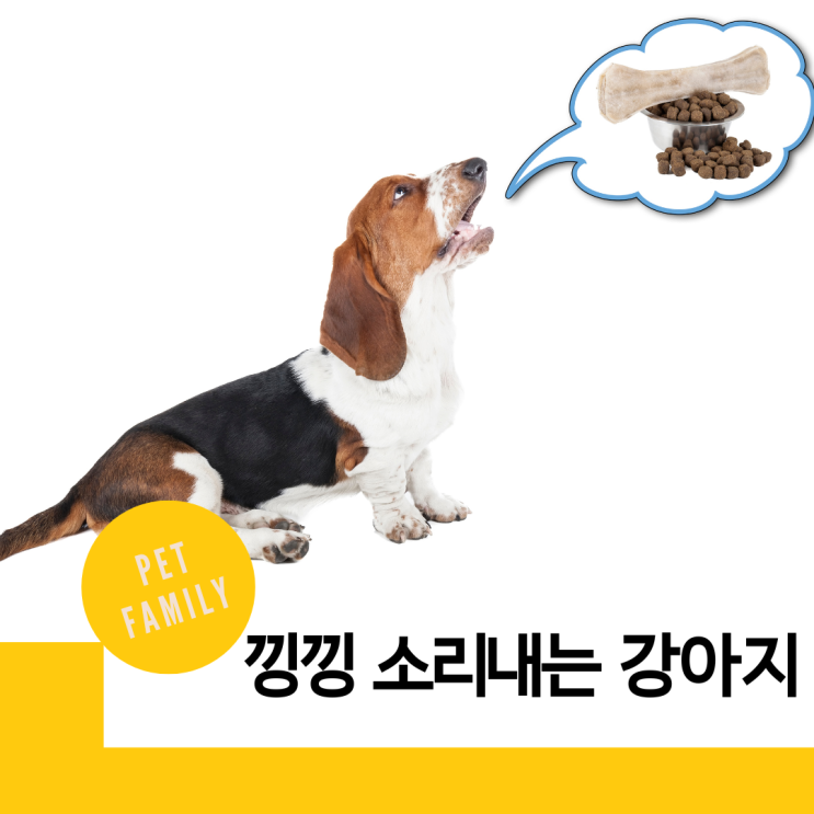  말 못 하는 강아지가 낑낑대는 소리를 내는 이유 7가지