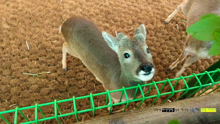  노루생태관찰원 노루 먹이 주기