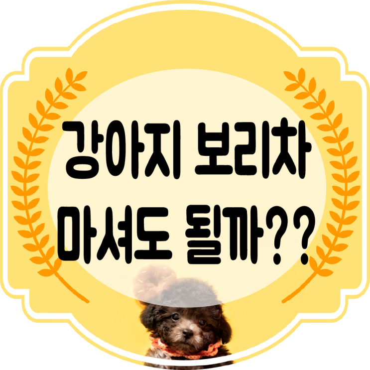  강아지 보리차 마셔도 될까?? (좋은점&주의점)