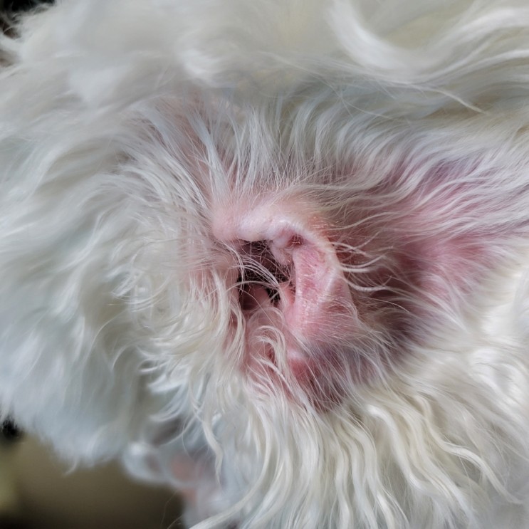 강아지 귓병 외이염 증상 귀염증 귀냄새 긁기 귀에물