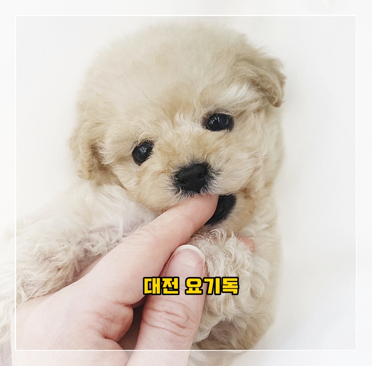  충주강아지분양 많이 되더라구요