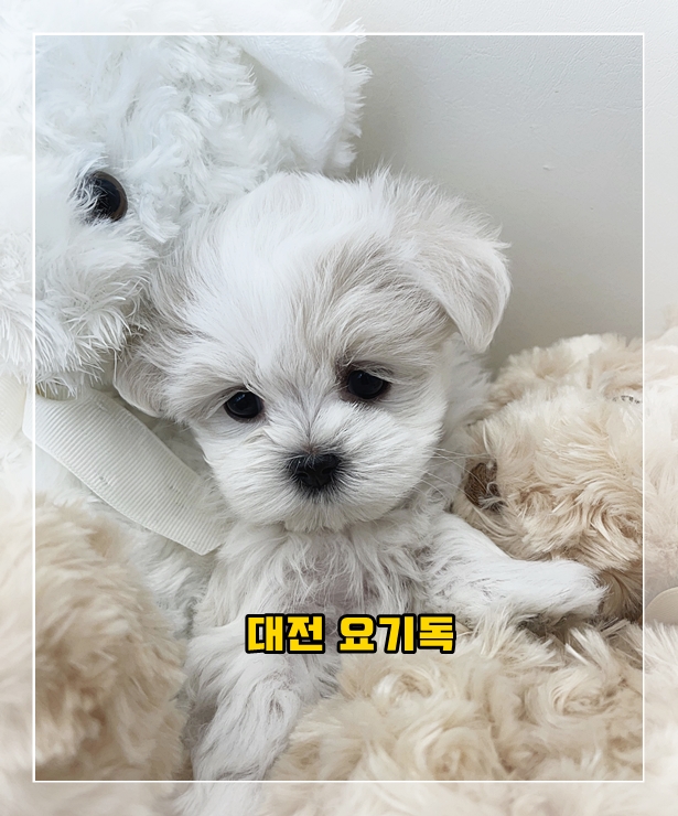  진안강아지분양 아가들 모두가