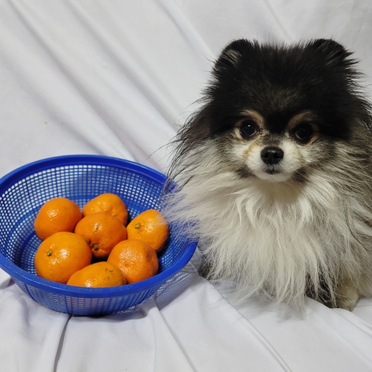 강아지 귤 천혜향 오렌지 한라봉 과일 먹어도 되나요?