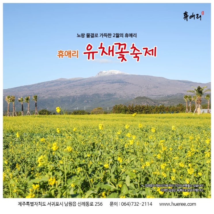 올겨울에는 제주도 휴애리 유채꽃 축제로... 2월까지 펼쳐지는 유채꽃 축제