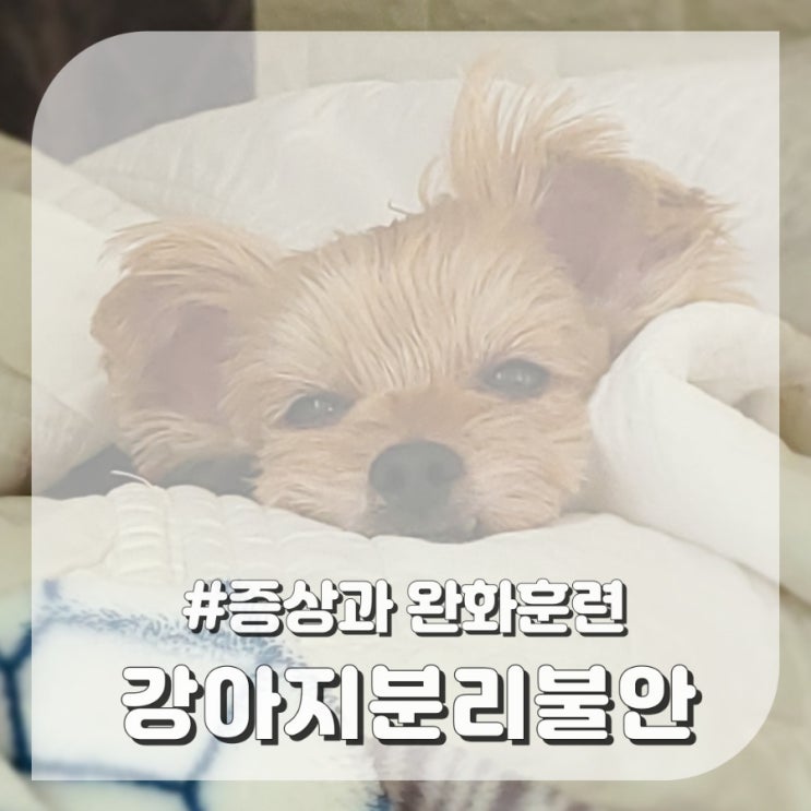  강아지 분리불안 증상 완화훈련 방법 4가지