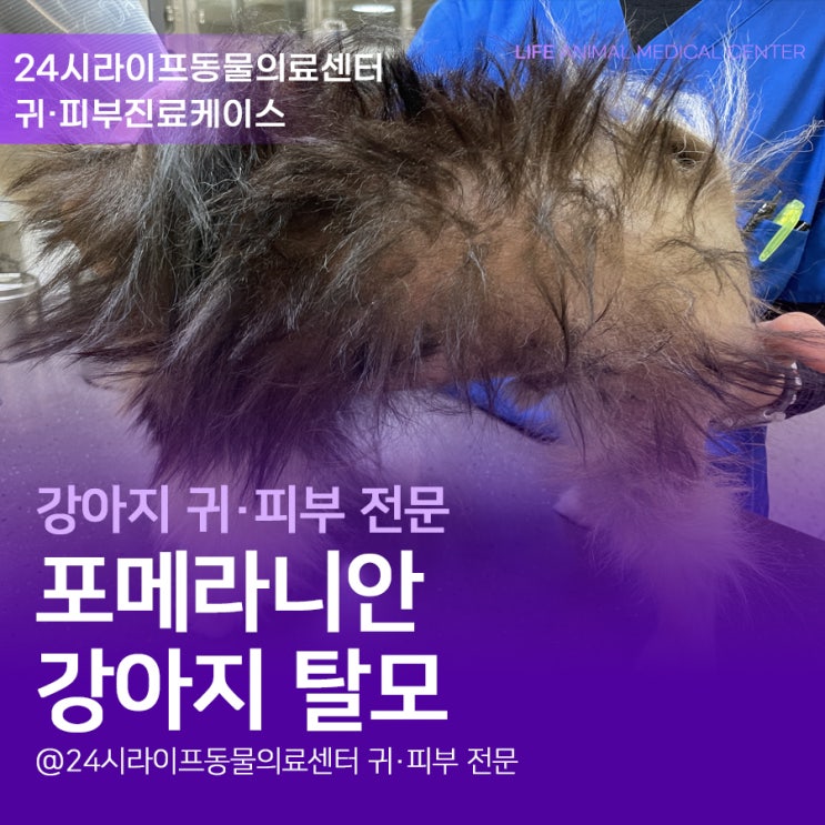 대구24시동물병원 : 포메라니안 강아지 탈모 원인부터 확실하게 대구24시동물병원 : 포메라니안 강아지 탈모 원인부터 확실하게