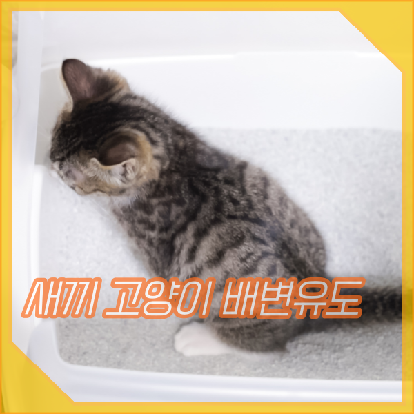새끼 고양이 배변유도, 배변실수, 화장실 훈련 방법