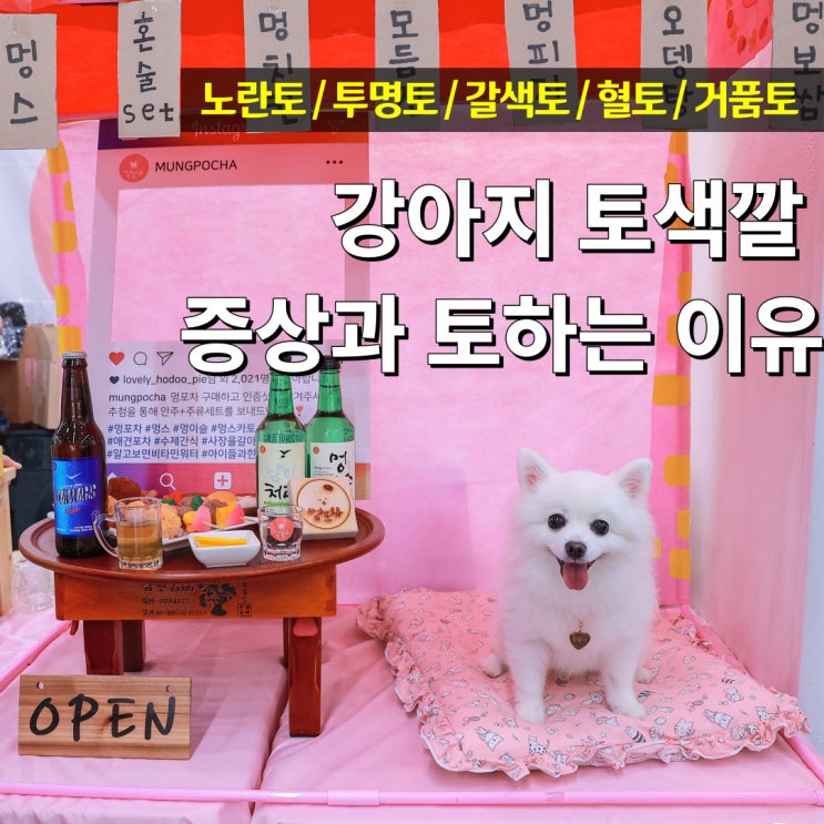  강아지 토색깔 노란 거품토 흰색토 갈색토 혈토 증상과 이유