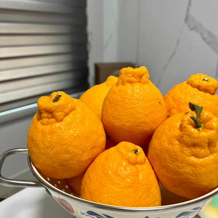  제주한라봉, 한라봉 선물은 아빠는 농부다 승환이네 농장에서!