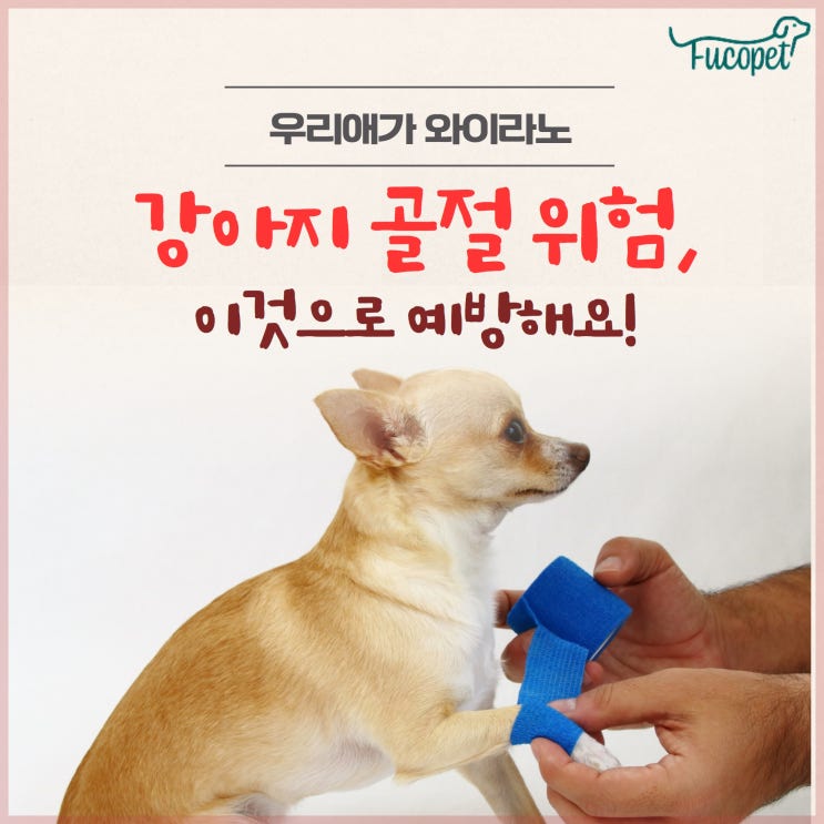  강아지 골절걱정 관절영양제 뛰어놀기좋아하는 우리아이