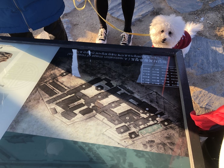  서울근교 애견동반 당일치기여행 _양주회암사지,투앤디카페