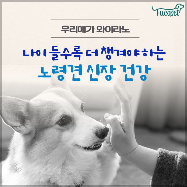  노령견 신부전 영양제 나이들수록 더 챙겨야 하는 아이들 신장건강