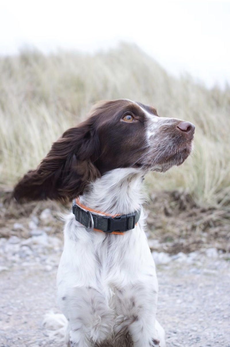 발바리 애완용 강아지 작은 애완견의 별칭 : 네이버 블로그, image size:800x1203