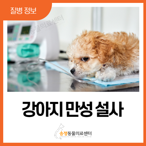  강아지 만성 설사 방치하면 큰일나요!설사약 찾기 전에 원인, 증상, 치료법까지 필독 (경기광주 용인 분당 동물의료센터)