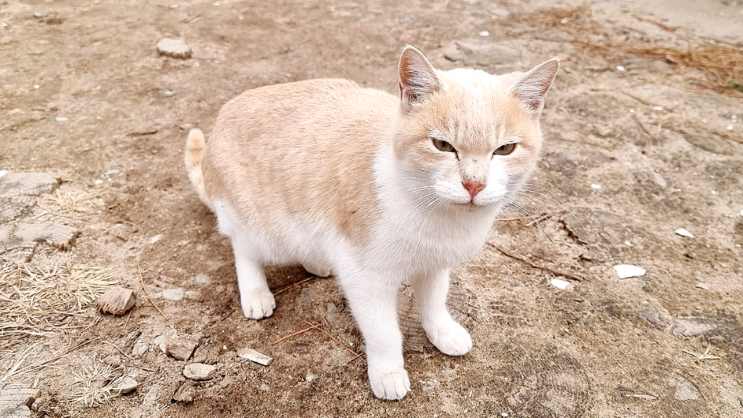  고양이 임신 기간과 출산 징후 준비물까지 꼼꼼하게 알아봤어요