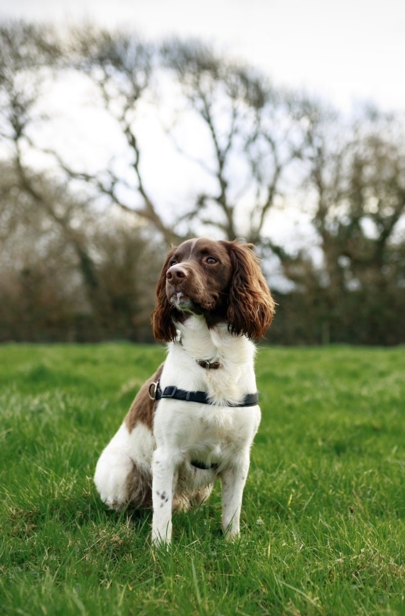 발바리 애완용 강아지 작은 애완견의 별칭 : 네이버 블로그, image size:800x1216