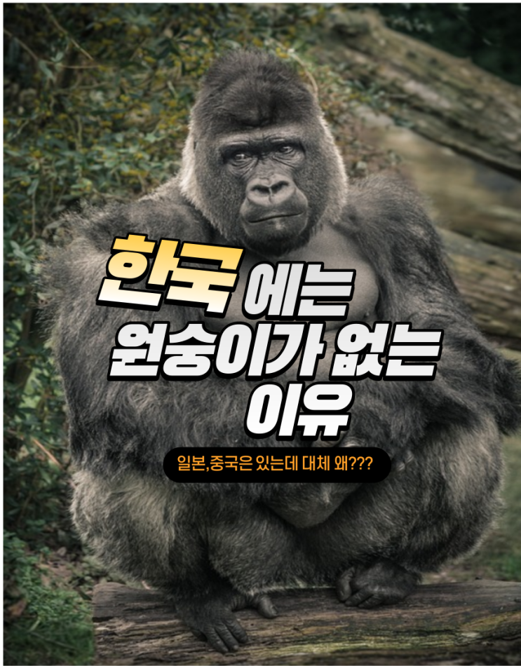 한국에 원숭이가 없는이유