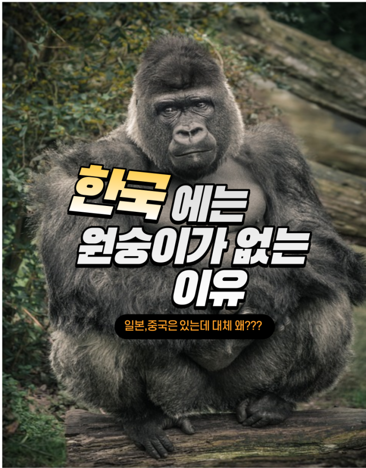  한국에 원숭이가 없는이유