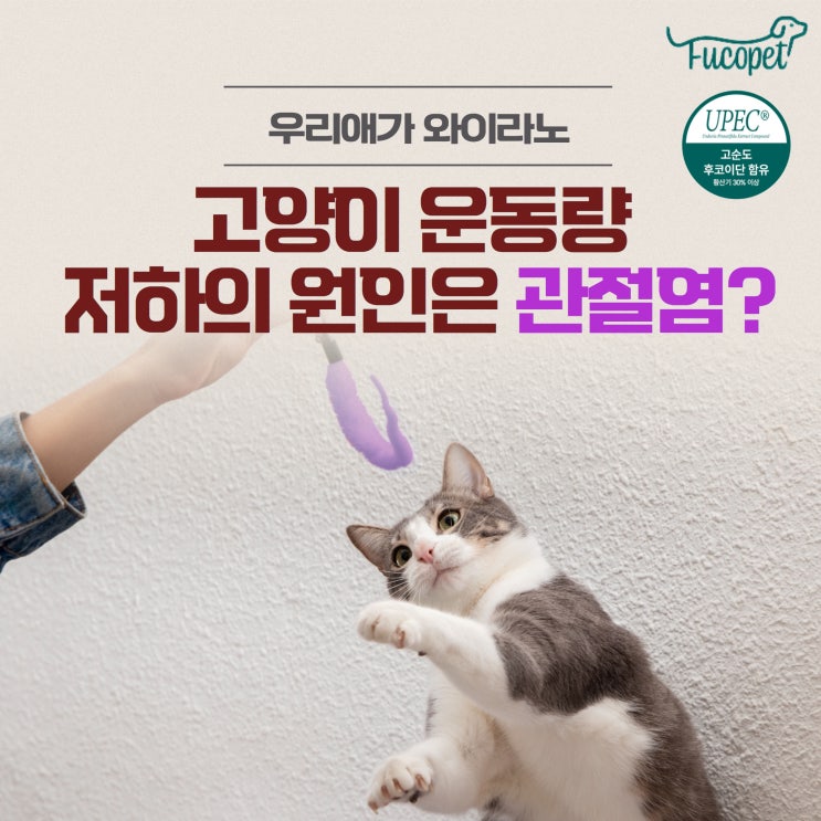  34th.노령묘 관절염 영양제 추천, 하루종일 잠만 자는 우리 냥이