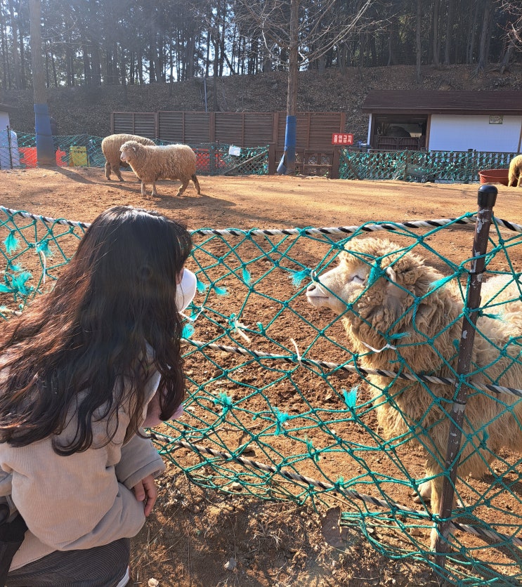  양떼목장이 있는 인천 늘솔길공원 가볼만한곳으로 왕추천