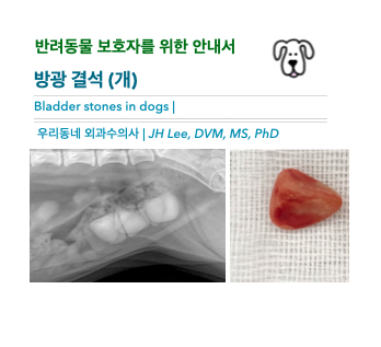  [동물병원안내서] 강아지 방광 결석 (Bladder stones, cystoliths, canine) - 반려동물 보호자를 위한 안내서, 우리동네 외과수의사
