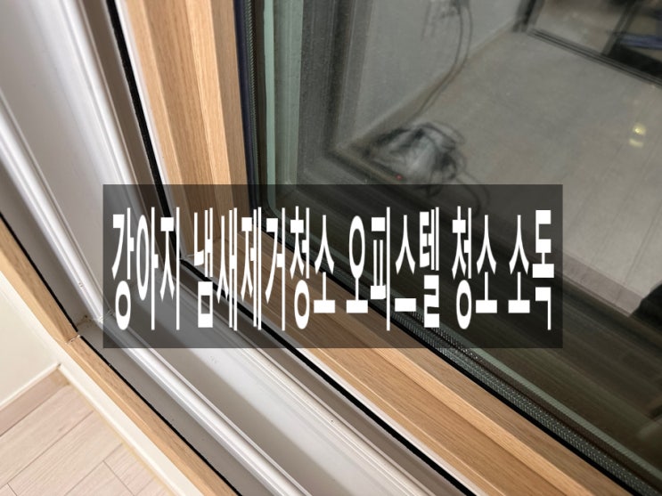  강아지 냄새제거청소 오피스텔 청소 소독 전문업체 블루마블