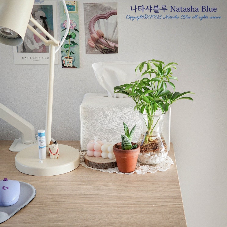  초보 식집사도 가능한 홍콩야자 스파티필름 수경재배 방법, 영양제가 필요할까?