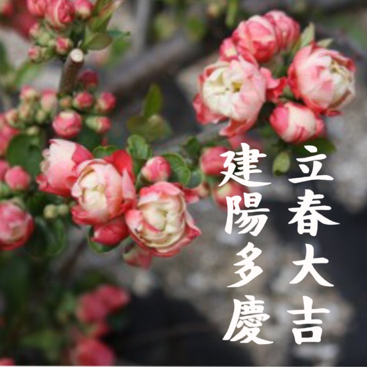  입춘이예요