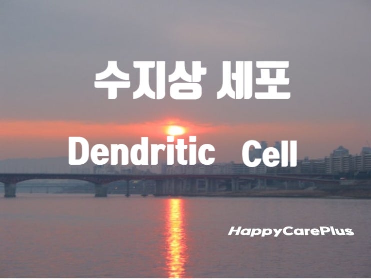 수지상 세포 (Dendritic Cell ) - 항암과 간암