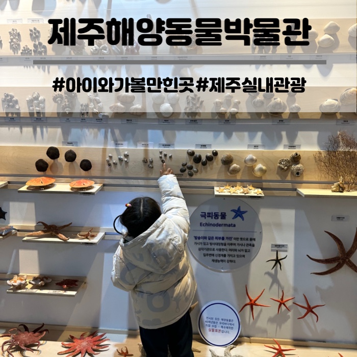  제주 해양동물박물관 아이체험 제주도 관광 가볼만한곳 실내 놀거리 숲놀이터