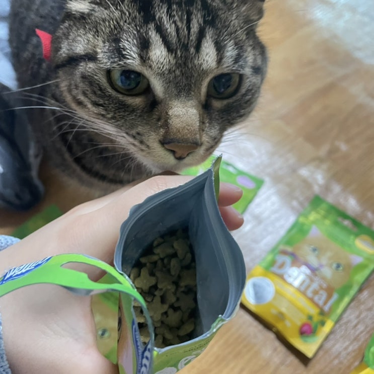  고양이 이빨과자 캣템 스피루리나 덴탈케어 쿠팡 배송 고양이환장