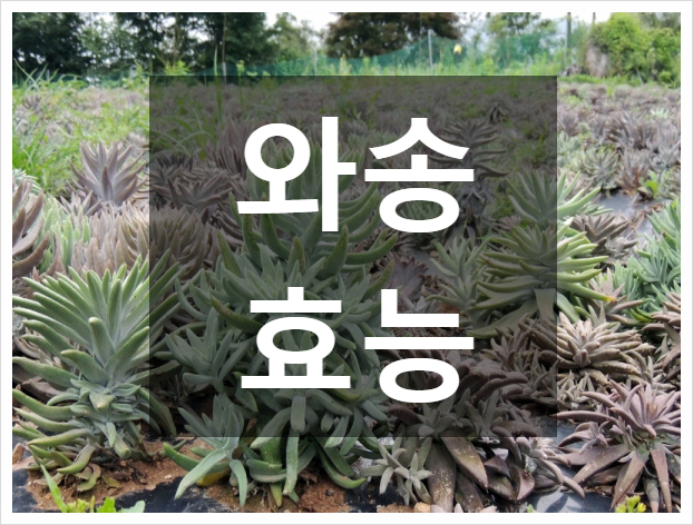  면역력에 좋은 음식 와송즙 효능 부작용