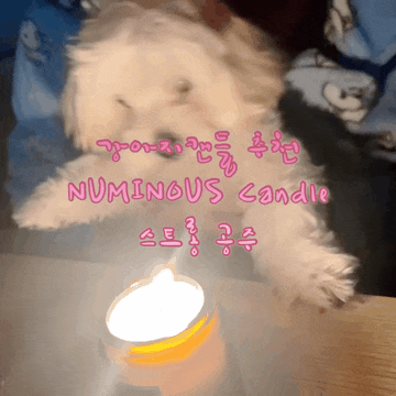  강아지캔들 NUMINOUS Candle 은은한 향의 반려동물 방향제추천