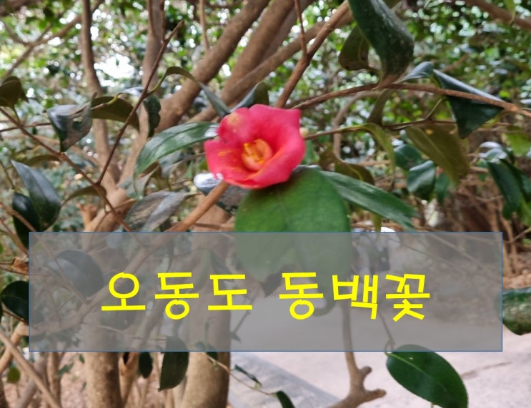  여수 오동도 데이트 동백 열차 여행_ 2월 3월 가볼 만한 곳 동백꽃 예쁘네!!