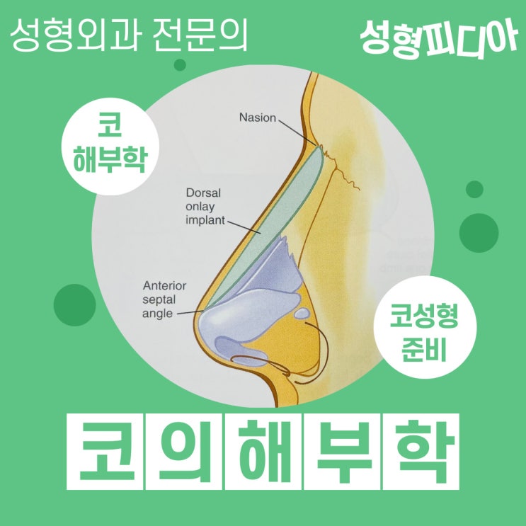  [코성형] 코의 해부학 구조에 대해 알아봅시다. (feat. 코성형 상담 전 준비사항 2)