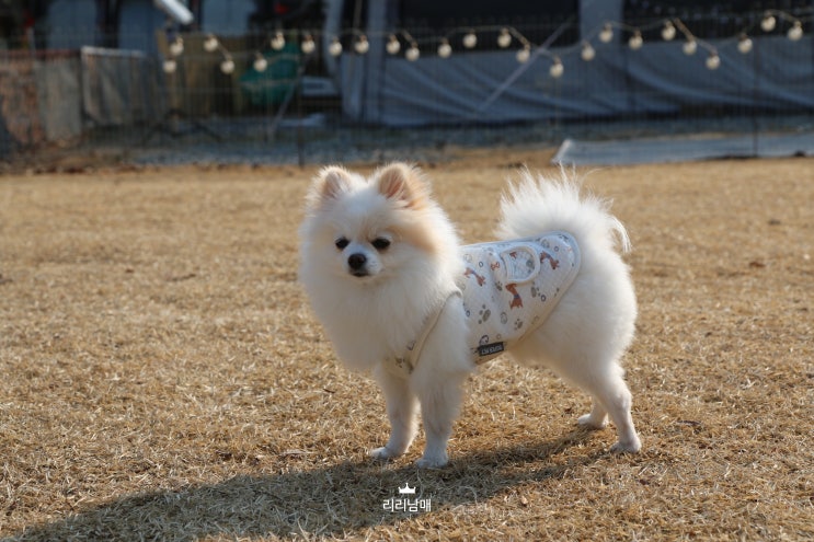  애견 동반 캠핑 , 강아지 하리와 쏠캠 힐링 한스푼